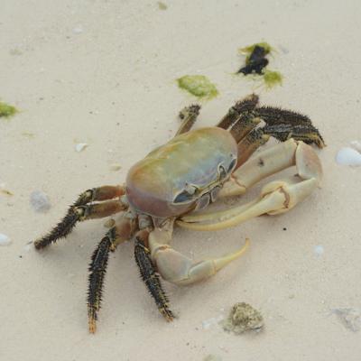 This crab lives in the supra-littoral zone, just out of the reach of the high tide, at the back of the beaches, and around water pockets.