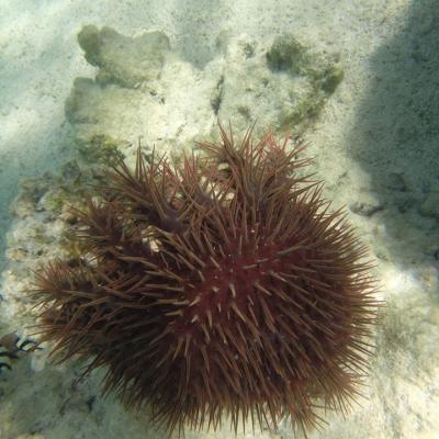 One of the most noticeable features of the crown-of-thorn starfish is their spines, which may be up to two inches long.
