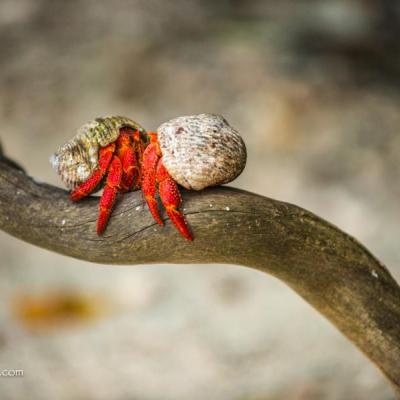 Strawberry Hermit Crabs discussing something