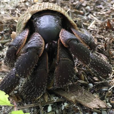 Forest hermit crabs are generally of a brown color but they can also be orange, black, or reddish. 