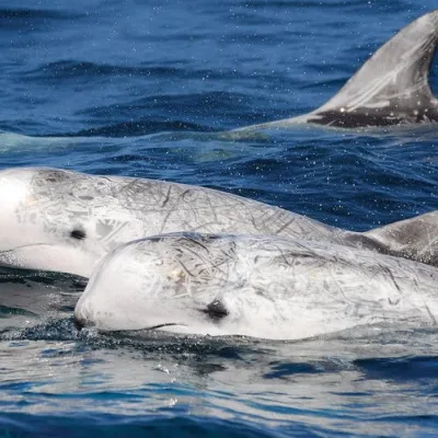 Older dolphins seem completely white due to the accumulation of depigmentation scars.