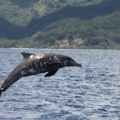 Rough-toothed dolphins are found year round in the waters of the Tuamotu and Society Islands.