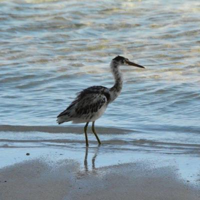 Pacific reef egret on the beach