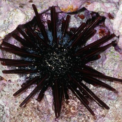 The Slate Pencil Urchin is identifiable by its thick spines, hence its name “pencil”.