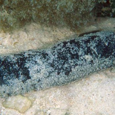 The sea cucumber is present in lagoons on sandy floors.