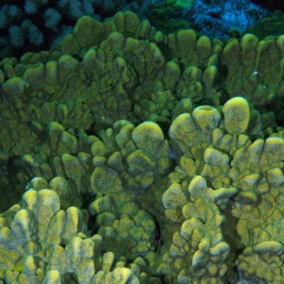 We find fire coral in shallow waters in the Indo-Pacific and the Red Sea.