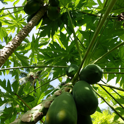 The papaya tree is an evergreen dicotyledonous plant.