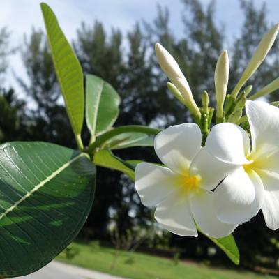 The colors of the flowers that we find in Tetiaroa are white, yellow-white, pink, and red.