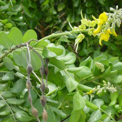 Sophora tomentosa is a nectar plant for bees and butterflies