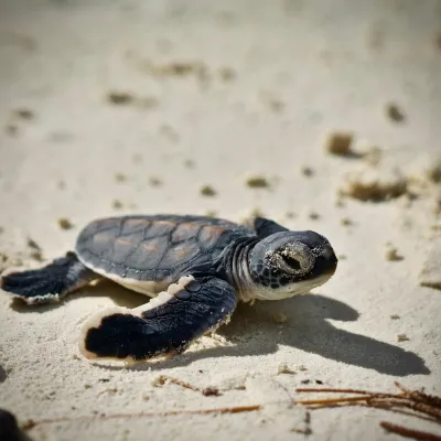 Juvenile Green turtle