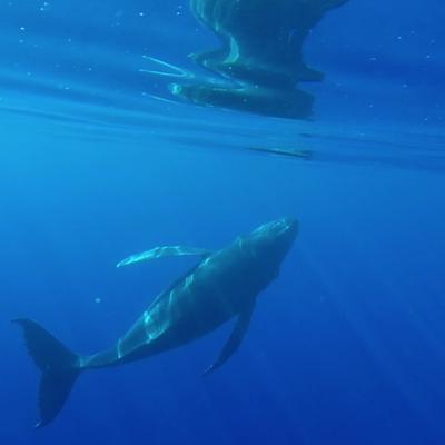 juvenile baleine à bosse