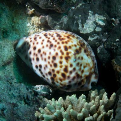 cowrie cruising on coral