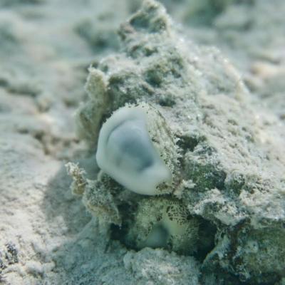 We find this cowrie in the Caribbean sea, Indian Ocean, and the Pacific Ocean.