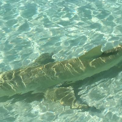 sickle-fin lemon sharks in the Tetiaroa lagoon