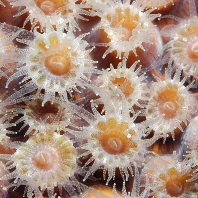 coral