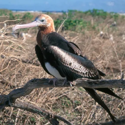 Immature female - Lesser Frigatebird