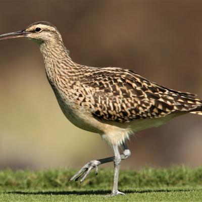 Bristle-thighed curlew