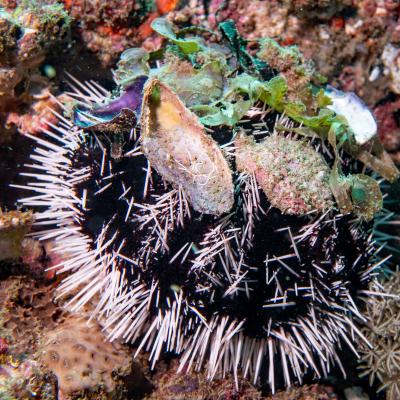 This sea urchin is globulous with small spines and is very venomous