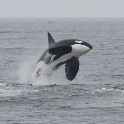 The orca is rare in French Polynesia.