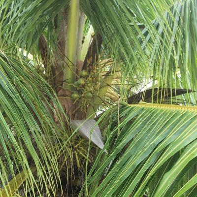 Coconut tree with new fruits (drupes)
