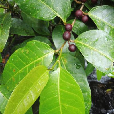 The small rust brown fruit of the dye fig are the source of a red dye used in traditional fabric making in parts of Oceania