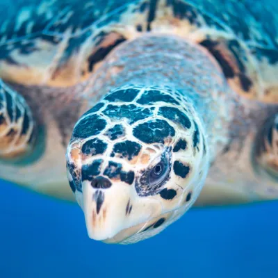 Hawksbill turtle