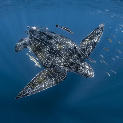 Leatherback turtle
