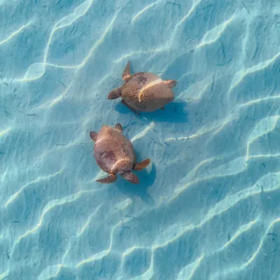 The loggerhead turtle is the second most common marine turtle in the world after the green turtle