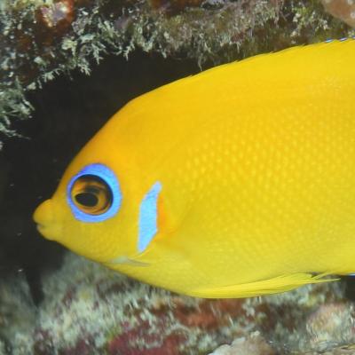 This angelfish has a laterally compressed oval body that is yellow with a blue border around its eye.