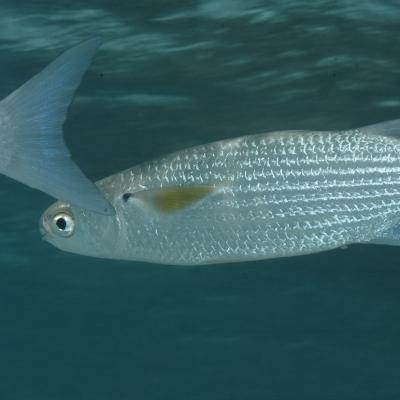 Tehu is recognizable thanks to its silver body and olive green back along with pectoral fins that are yellow with black base and its forked tail.