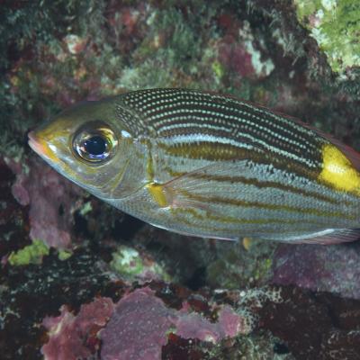This perch lives in coral reefs, in the lagoon, or in the open ocean.
