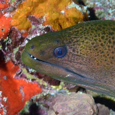 This moray eel is one of the most massive eels in Polynesia.