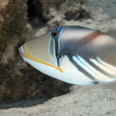 The white-banded triggerfish is an omnivore, tending more carnivore, and blows water into the sand to reveal its prey.