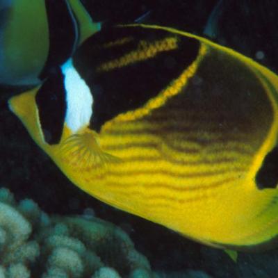 This butterflyfish is found alone or in couples and lives in the coral reefs.