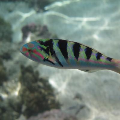 This wrasse is found in shallow waters of the lagoon or at the top of the external slope